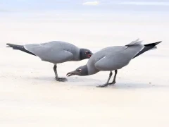 A pair of lava gulls on a beach on Isabela island.