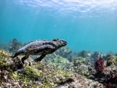 Marine iguana showcasing its underwater abilities in the Galápagos.