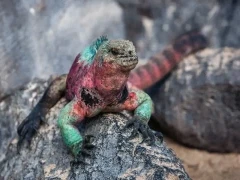 Marine iguana with colourful skin, adorning red and green during the breeding season.