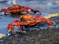 Sally Lightfoot crab on the shore, Galápagos.