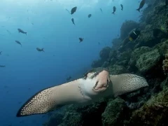 Spotted eagle ray in the Galápagos.