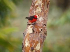 Vermilion flycatcher on Isabela island.
