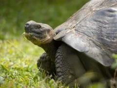 A Galapagos tortoise.