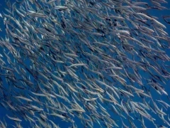 Sardine in a baitball, Magdalena Bay, Mexico.