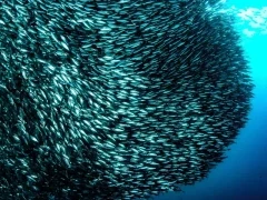 A sardine baitball in Magdalena Bay, Mexico.
