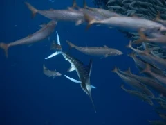 Striped marlin amongst a baitball in Magdalena Bay.