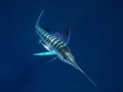 Bright striped marlin in the waters of Magdalena Bay.
