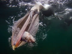 Brown pelican with sardine catch, Magdalena Bay, Mexico.