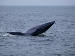 Bryde's whale in Magdalena Bay, Mexico.