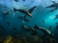 A raft of California sea lions in Magdalena Bay. 