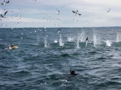 Top view of a snorkeller, Cape gannets and a common dolphin during the sardine run in Magdalena Bay.
