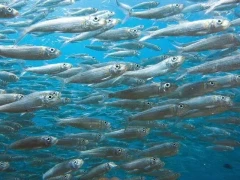 Close up view of sardines in a baitball, Magdalena Bay, Mexico.