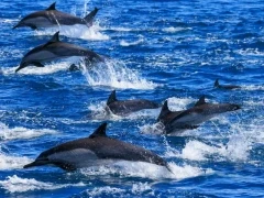 Pod of common dolphin in Magdalena Bay.
