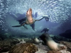 An eye-level view of sea lions amongst sardines.
