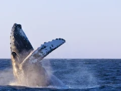 Humpback whale breaching, Mexico.