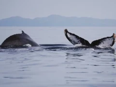 Humpback whale in Magdalena Bay, Mexico.