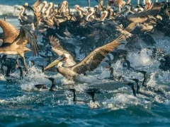Pelicans and cormorants during the Sardine Run, Mexico.