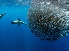 Sea lions hunting a baitball in Magdalena Bay.