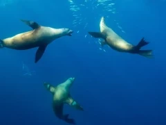 Trio of sea lions feeding in Mexico.