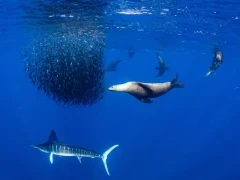 Sea lion and striped marlin circling sardine baitball, Magdalena Bay, Mexico.
