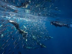 Snorkeller with sea lion hunting sardine, Magdalena Bay.
