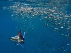 Striped marlin feeding from baitball, Magdalena Bay.