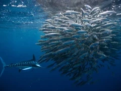 Striped marlin circling a school of sardine, Magdalena Bay.