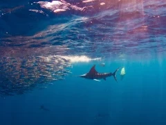 Striped marlin and sea lion hunting the sardine run, Magdalena bay.
