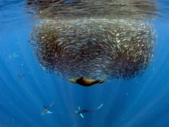 Striped marlin and sea lion hunting, Magdalena Bay.