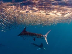 Trio of striped marlin with a baitball, Magdalena Bay, Mexico.