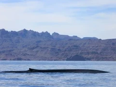 Blue whale in the Sea of Cortez, Mexico.
