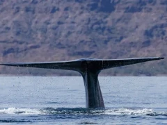 Blue whale in the Sea of Cortez, Mexico.