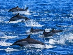 Common dolphin in the Sea of Cortez, Mexico.