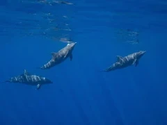 Dolphins in the Sea of Cortez, Mexico