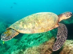 Green sea turtle in the Sea of Cortez, Mexico