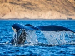 Humpback whale in the Sea of Cortez, Mexico