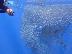 Baitball in Magdalena Bay, Mexico.
