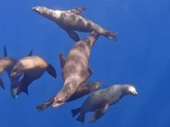 Sea lions in Magdalena Bay, Mexico.