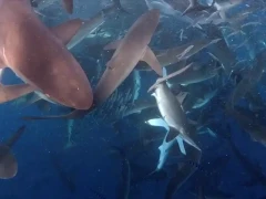 Silky sharks in Magdalena Bay, Mexico.