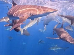 Silky sharks in Magdalena Bay, Mexico.