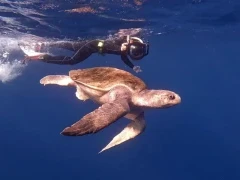 Turtle in Magdalena Bay, Mexico.