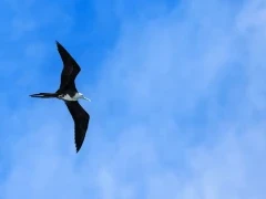 Magnificent frigatebird in the Sea of Cortez, Mexico.