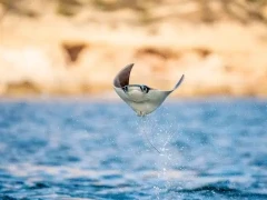 Mobula ray in the Sea of Cortez, Mexico