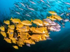 Panamic porkfish in the Sea of Cortez, Mexico