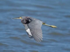 Tricoloured heron in the Sea of Cortez, Mexico