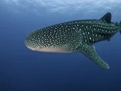 Whale shark in the Sea of Cortez, Mexico