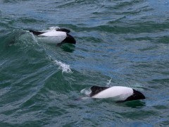 Commerson's dolphin in Magellan Strait