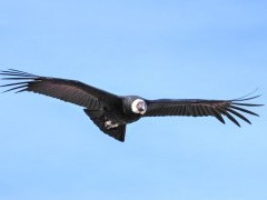 Condor over Moreno Glacier, Argentina