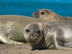 Elephant seal in Valdes Peninsula, Argentina