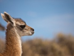 Guanaco in Argentina